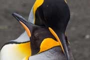King Penguin (Aptenodytes patagonicus)